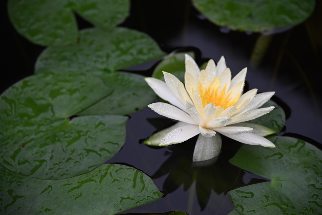 White water lily among wet lily pads